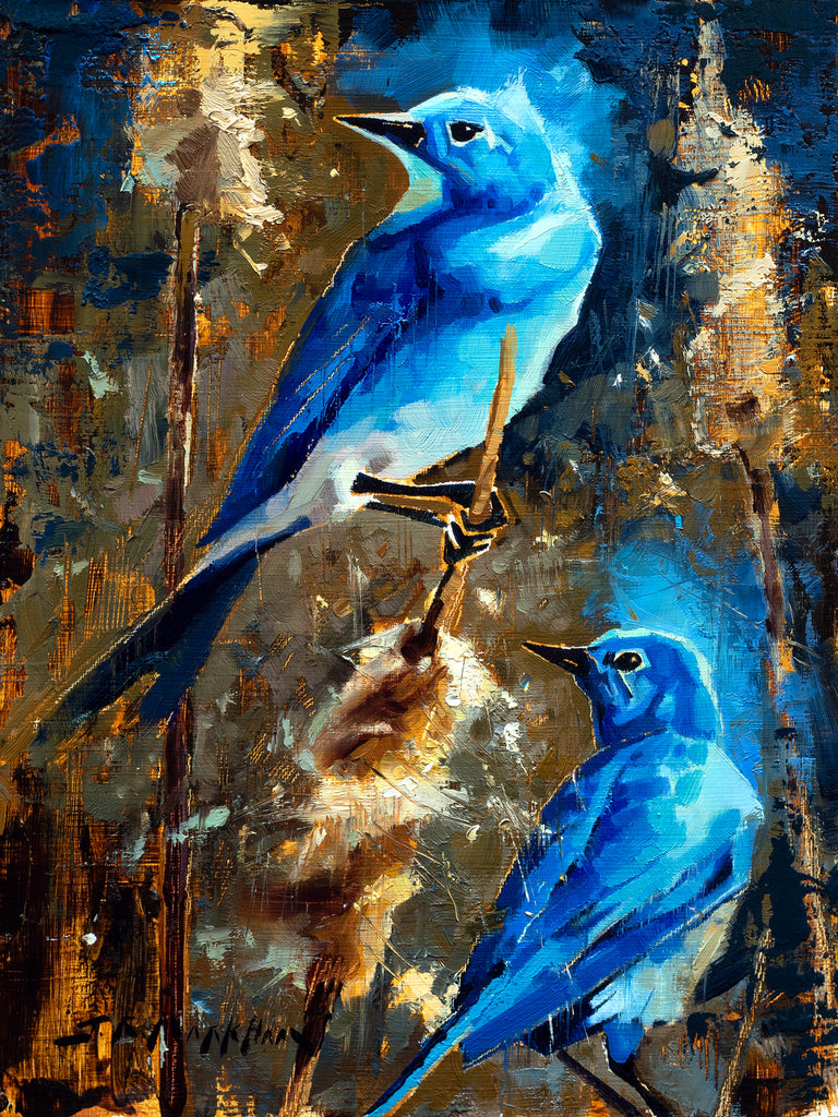 Mountain Bluebird Pair